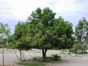 Neem trees for the future | Plan Verde NGO