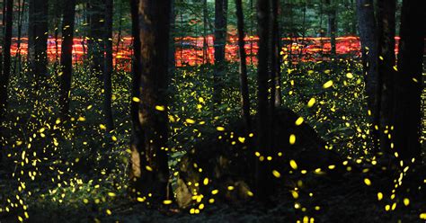 Synchronous Fireflies Special Fireflies On Grandfather Mountain In