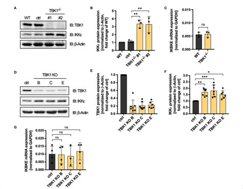 Tbk1 Diminishes The Protein Expression Of Ikkϵ But Does Not Affect Its