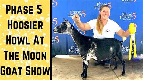 I Took My Favorite Nigerian Dwarf Goat To A Goat Show And Won Grand