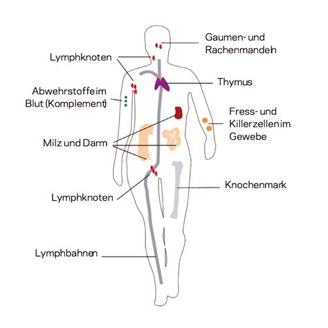 Immunsystem Erwachsene Orthomed Orthomolekulare Ernährungsmedizin