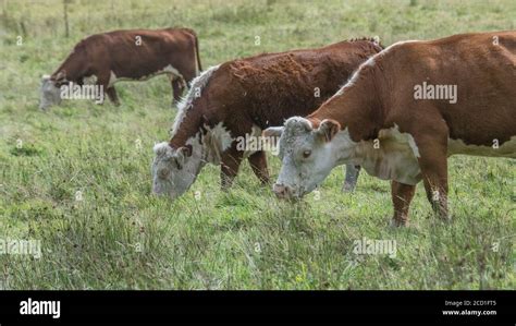 Field 169 Format Hereford Cattle Grazing In Pasture For Uk Livestock