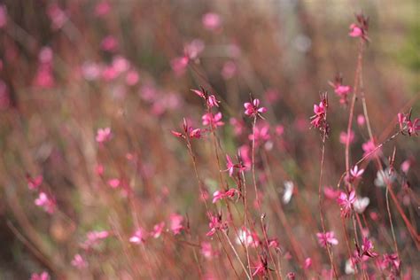 Flower Pink Gaura Flowers - Free photo on Pixabay