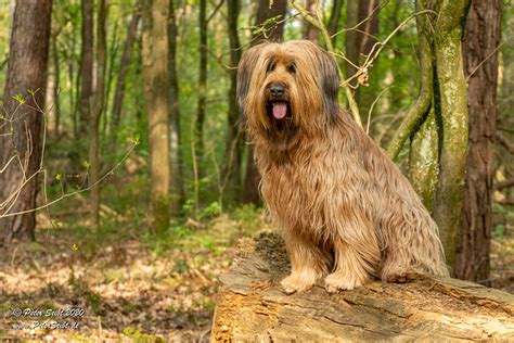 Briard Pictures and Informations - Dog-Breeds.com