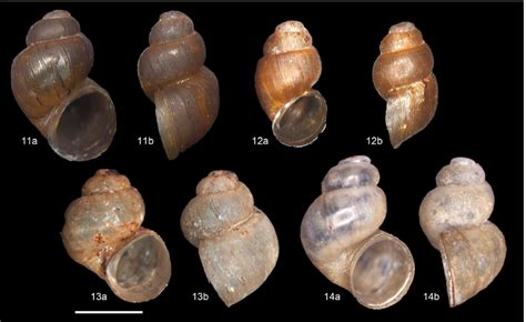 Two new species of aquatic snails discovered from Thimphu - National Biodiversity Centre