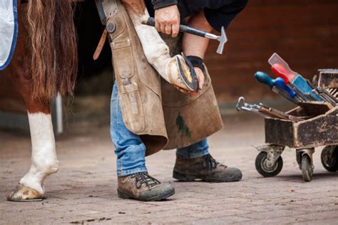 7300 Farrier Stock Photos Pictures And Royalty Free Images Istock