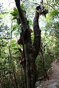 Category:Melicoccus bijugatus - Wikimedia Commons