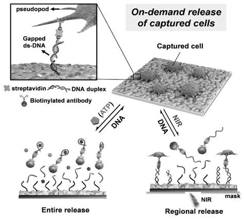 Preparation Of A Dual Responsive Nano Bionic Interface And Its