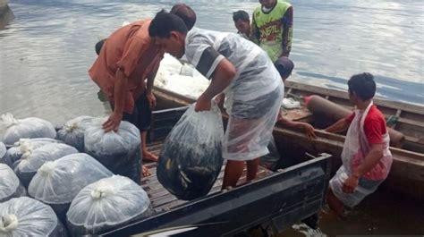 Ratusan Ton Ikan Di Danau Maninjau Mati Penyebabnya Karena Ini