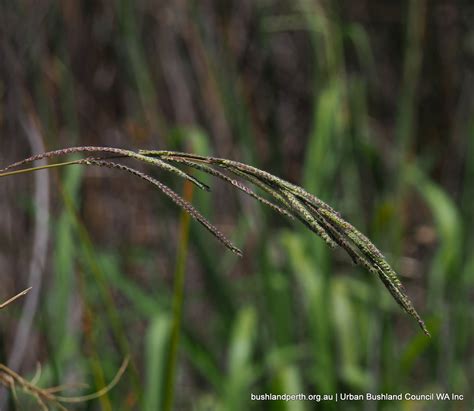 Vasey Grass Urban Bushland Council Wa