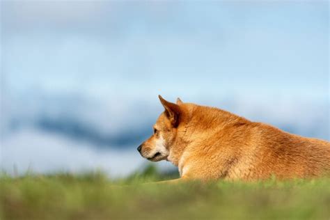 Perro Tendido En La Hierba Verde Foto Premium