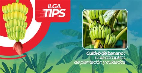 Cultivo de banano guía completa de plantación y cuidados ILGA