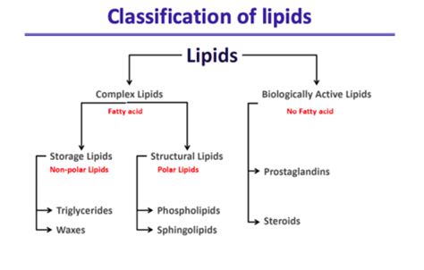 Lipids Flashcards Quizlet