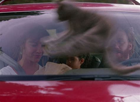 Strays 1991 Cinema Cats
