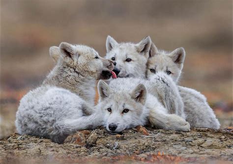 Cute Baby Arctic Wolf