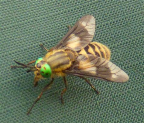 Green Eyed Horse Fly Green Eyed Horse Or Deer Fly Jarrow Birder