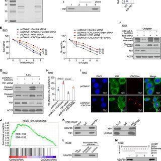 CACClnc is regulated by m⁶A modification in CRC cells A The m⁶A level