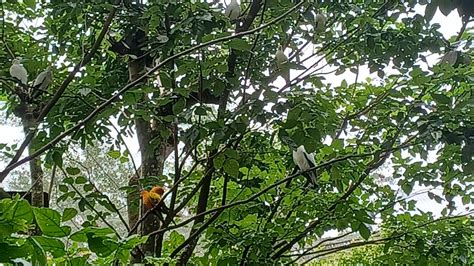 Jurong Bird park waterfall aviary birds (2) by T0618751F on DeviantArt