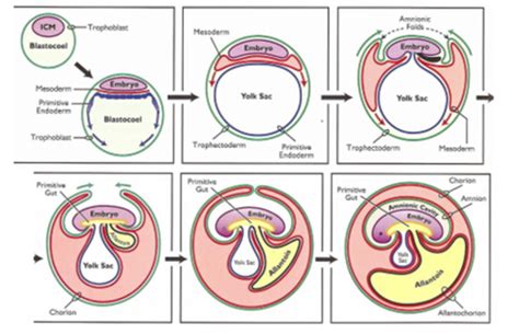 Placenta Structure Flashcards Quizlet