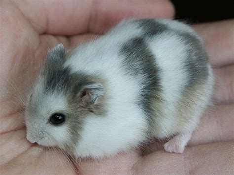 About Winter White Hamster Types Care And Food Listing Goodmorning