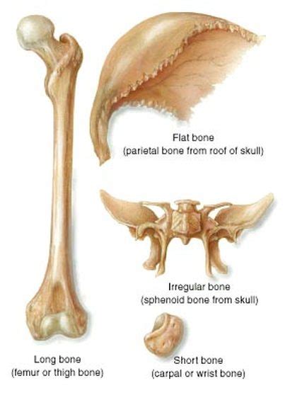 Fun facts - Skeletal System