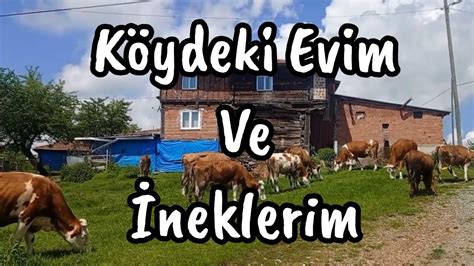 Köydeki Ahşap Evim Ve İneklerim Harika Bir Video İnek çan Kelek Zil