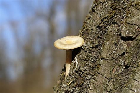 Pilz Holz Baumstamm Kostenloses Foto Auf Pixabay Pixabay