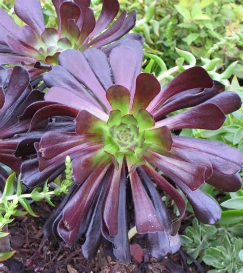 Aeonium Arboreum Falling Water Gardens Plants