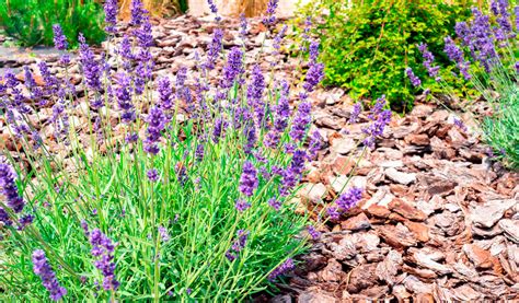 Quel Paillage Utiliser Pour Les Rosiers Jardiland