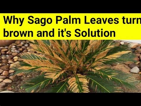 Why Sago Palm Leaves Turn Brown And It S Solution Sago Palm Leaves