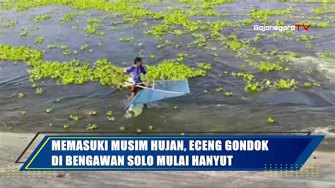 Memasuki Musim Hujan Eceng Gondok Di Bengawan Solo Mulai Hanyut YouTube