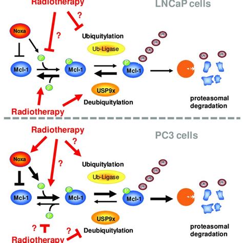 Regulation Of Mcl 1 Protein Levels In LNCaP And PC3 Prostate Cancer