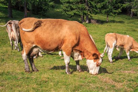 Free Images Landscape Grass Field Farm Meadow Prairie Animal