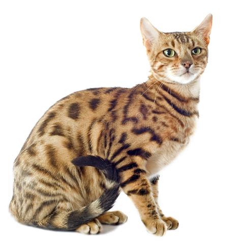 Rosetted Bengal Cat Stock Photo Image Of Bengal Sitting 14767304