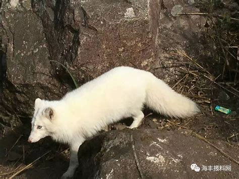 狐狸山狐狸山图片马鞍山狐狸山大山谷图库