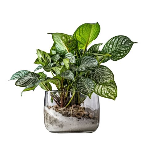 Houseplant In Pot Illustration 23742418 Png