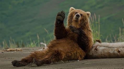 Brown Bear | Wildlife | Wild Alaska Live