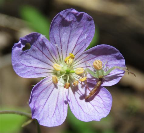 Woodland Wildflowers Hot Sex Picture