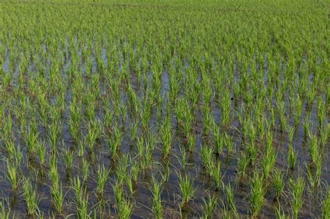 Cultivo De Arroz Que Crece En El Campo De Arroz Enfoque Selectivo