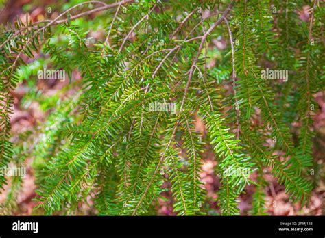 North Japanese Hemlock Tree Tsuga Diversifolia At Callaway Gardens In