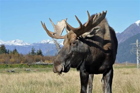 Bull Moose stock image. Image of scenery, north, moose - 16568097