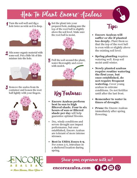 Planting Encore® Azaleas Encore Azalea Azalea Care Tips Azaleas