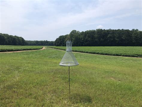 Corn Earworm Bollworm Flight Has Started Nc State Extension