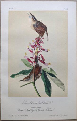 Audubon Octavo Print Great Carolina Wren Carolina Wren Plate 117