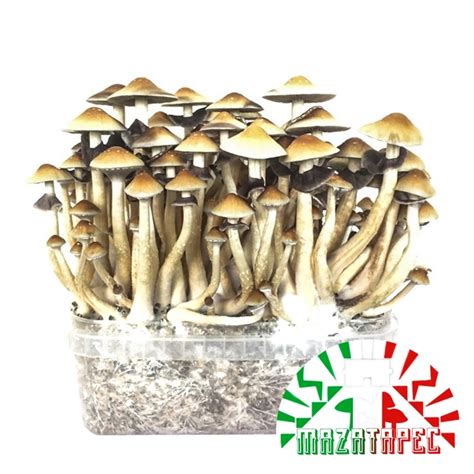 Order Psilocybe Cubensis Mazatapec Magic Mushroom Growkit Online