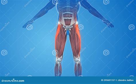 Tensor Fasciae Latae Muscles Pain And Injury Coloso