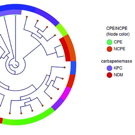 Phylogenetic Reconstruction Of K Pneumoniae Distribution Of