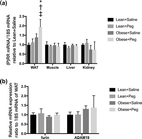 Expression Of P Rr Mrna And Its Processing Enzyme Mrna In Lean And