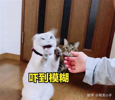 猫咪为什么用爪子扒拉你？原来它想跟你说这几句话 知乎