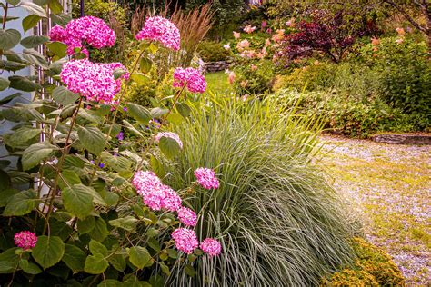 Bobo Hydrangea Companion Plants